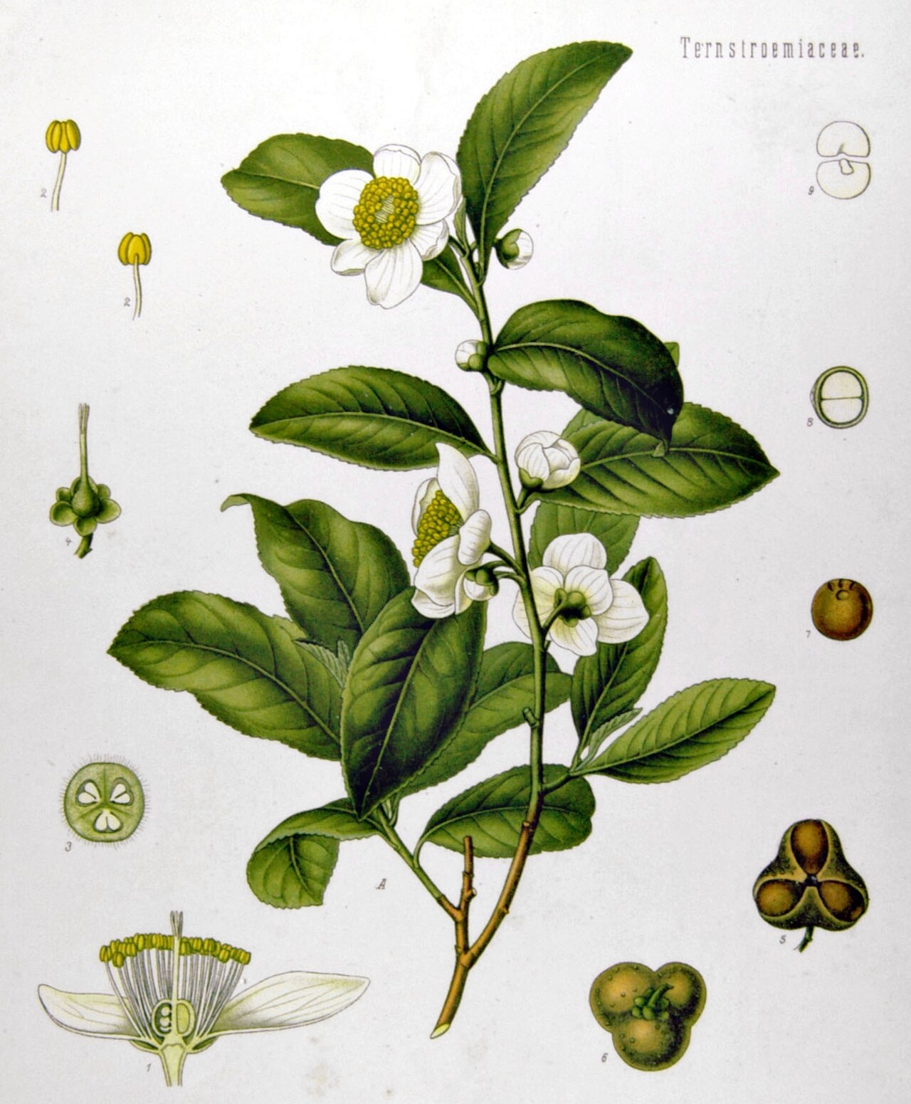 Green Tea Extract