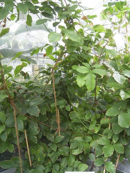 Guarana Extract